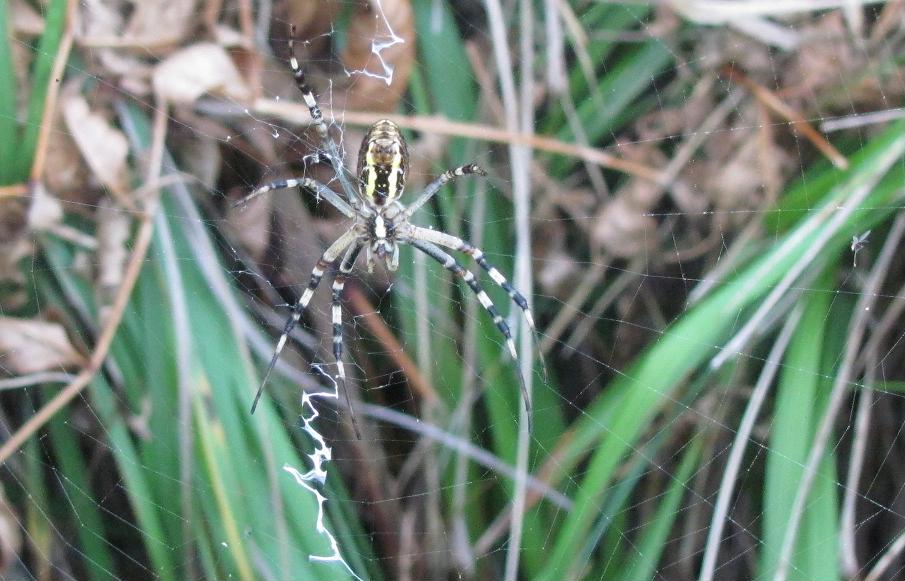 Argiope bruennichi